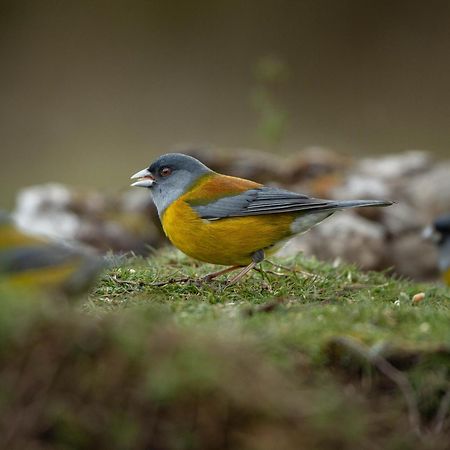 Parque La Pajarera 호텔 푸에르토바라스 외부 사진